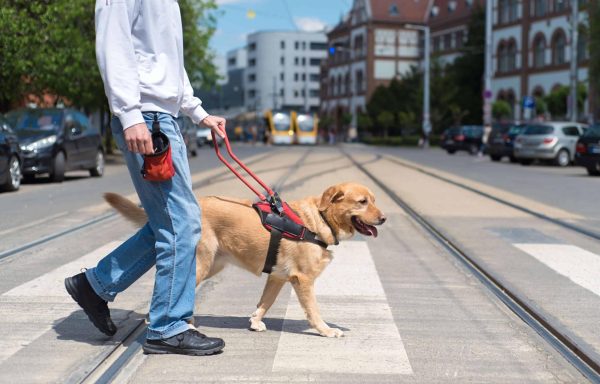 The Assist of Service Dogs